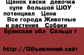 Щенок хаски, девочка супе, большой ШОУ потенциал › Цена ­ 50 000 - Все города Животные и растения » Собаки   . Брянская обл.,Сельцо г.